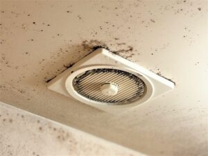 空き家のカビ対策はどうすればいい？カビ発生原因から予防法まで解説